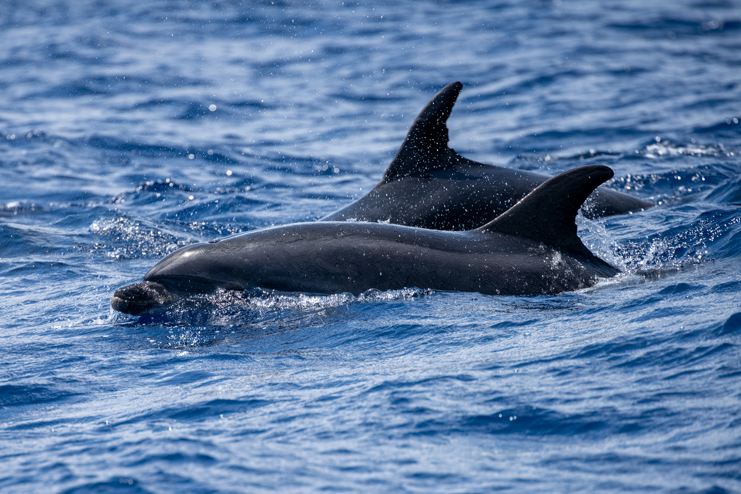 Madeirští delfíni