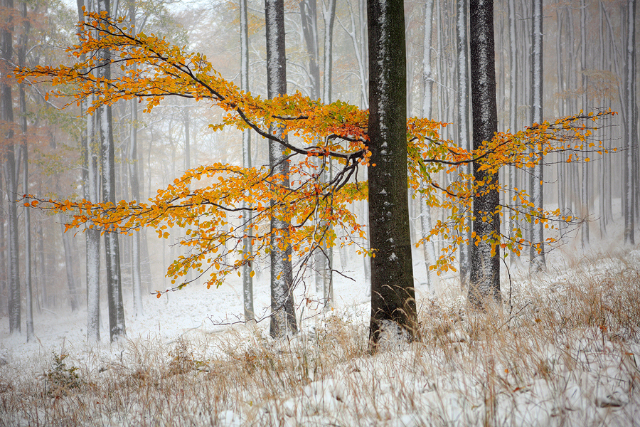 Podzimní buky v zimní krajině