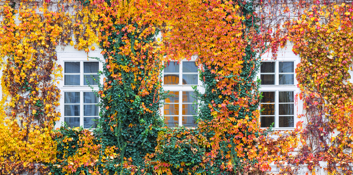 Pražská podzimní okna, Pachtův palác