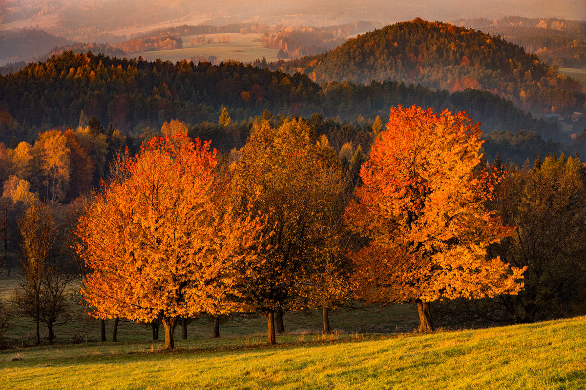 Stromy hořící podzimními barvami