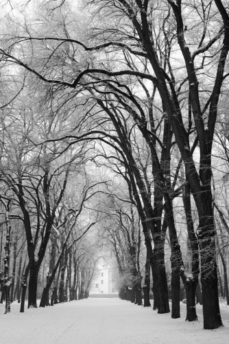 Fotografie – Alej v oboře Hvězda