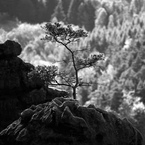 Fotografie – Borovička na skále