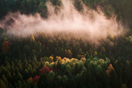 Chomáč mlhy nad lesem