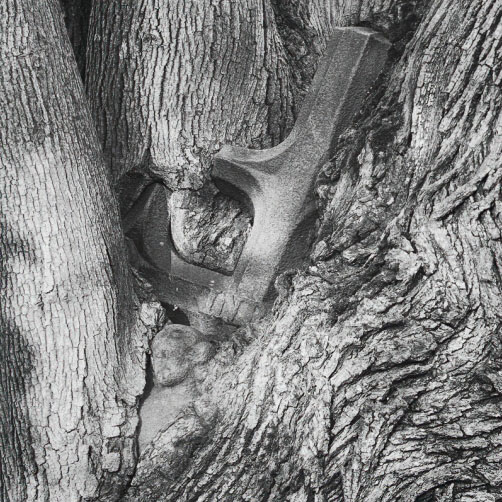 Fotografie – Kříž zarostlý ve stromě