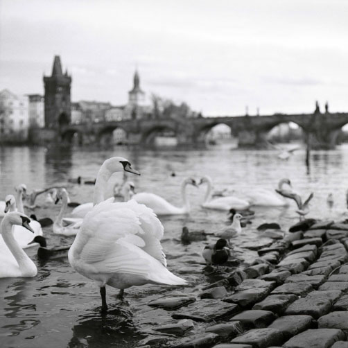 Fotografie – Labutě a Karlův most