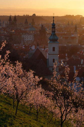 Fotografie – Mandloně