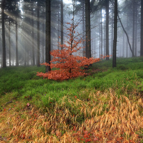 Fotografie – Mladý buk v krkonošském lese