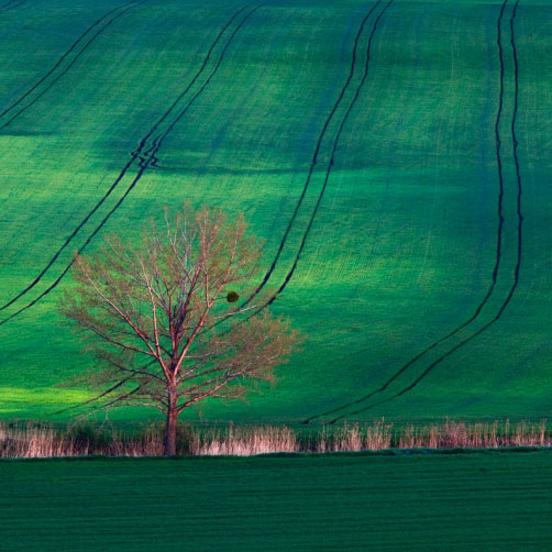 Moravské pole a strom