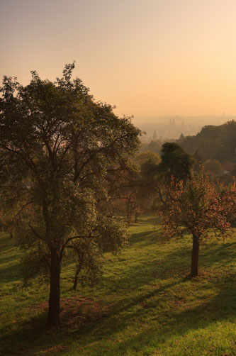 Ovocné stromy, Petřín