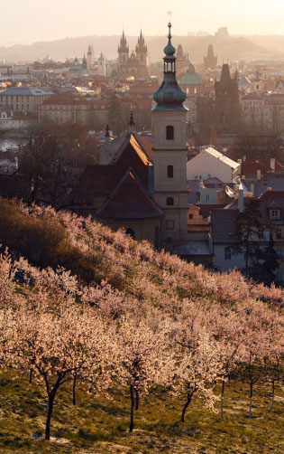 Fotografie – Petřínské mandloně