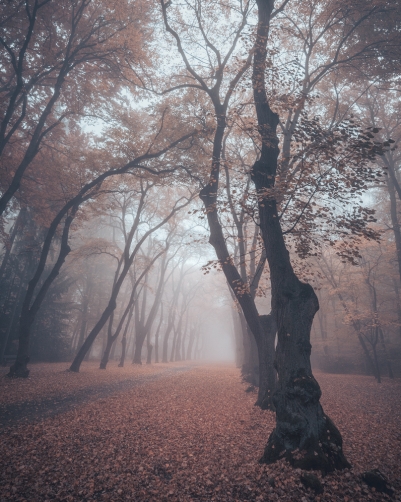 Fotografie – Podzimní alej v oboře Hvězda