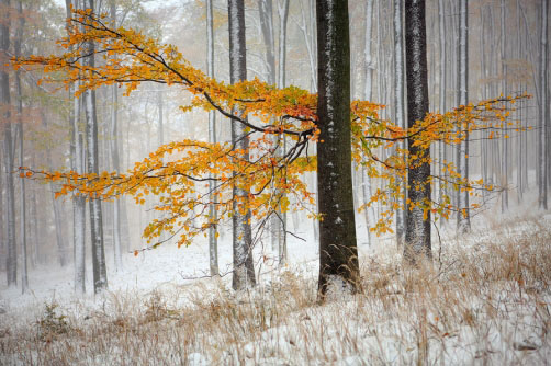 Fotografie – Podzimní buky v zimní krajině