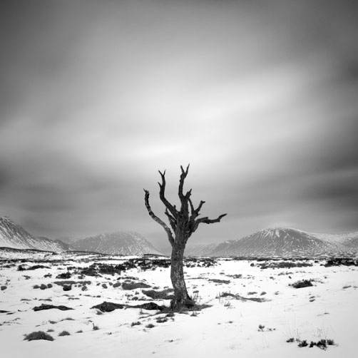 Fotografie – Poslední strom na Rannoch Moor