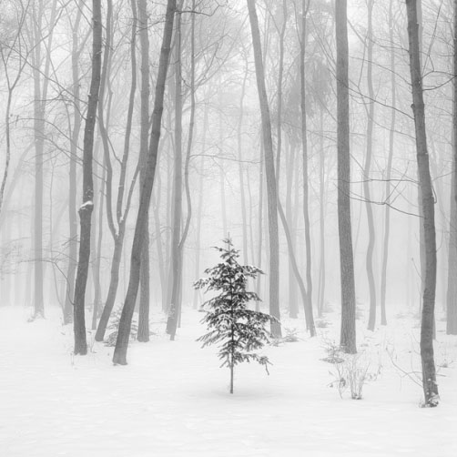 Pražský blizard, sníh v oboře Hvězda