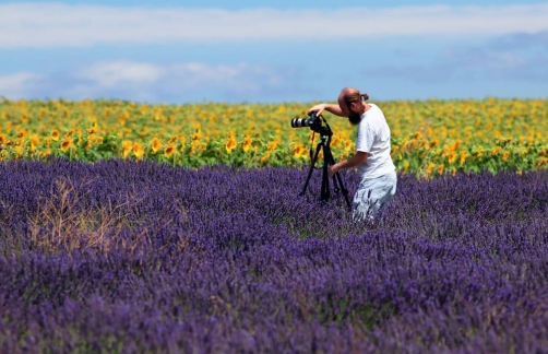 Fotografie – Provensálská levandulová pole