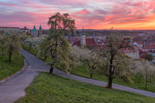 Fotografie – Rozkvetlé ovocné stromy na Petříně