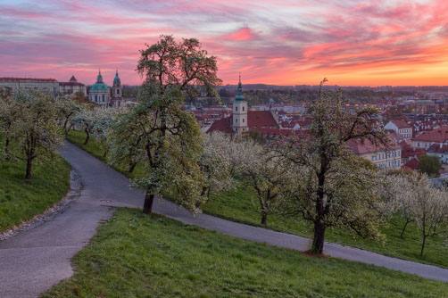 Rozkvetlé ovocné stromy na Petříně