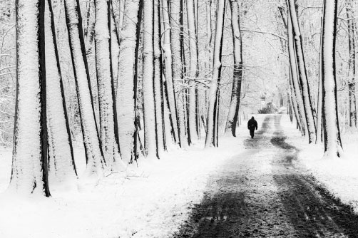 Fotografie – Sněhem páskované stromy v oboře Hvězda