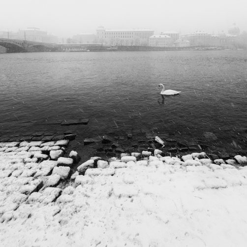 Sněhová labuť na Vltavě