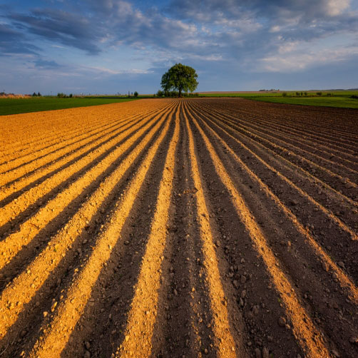 Solitér na poli