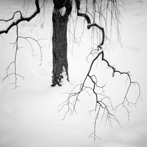 Fotografie – Stromové pařáty v Hradních zahradách