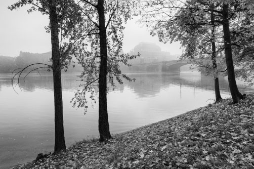 Fotografie – Stromy na Střeleckém ostrově