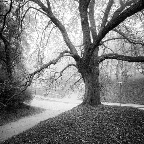 Fotografie – Velký kaštan na Vyšehradě
