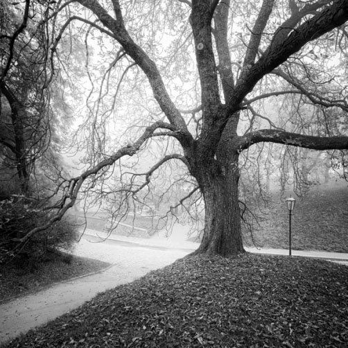 Fotografie – Velký kaštan na Vyšehradě