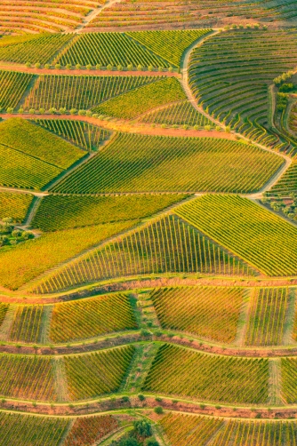 Fotografie – Vinice na řece Douro